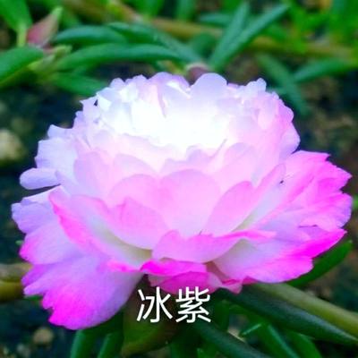 进口新品重瓣太阳花庭院花苞