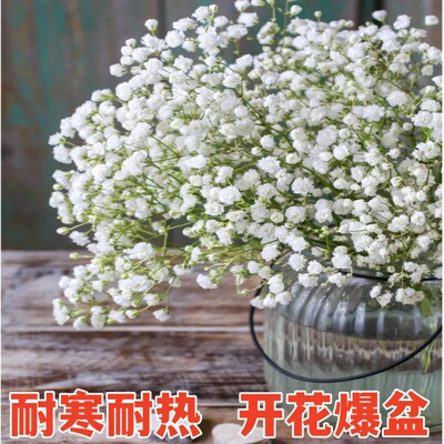 满天星花苞室内观花植物阳台花