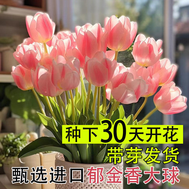 郁金香种球5度球进口花卉鲜花水培土养耐寒室内阳台植物盆栽花种 鲜花速递/花卉仿真/绿植园艺 造型盆景 原图主图