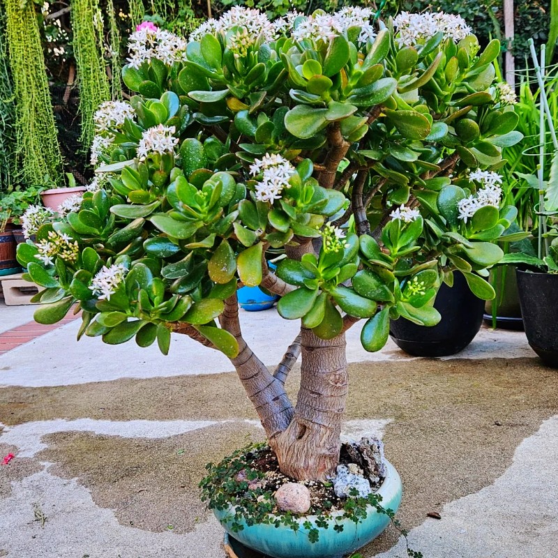 玉树盆栽老桩造型盆景多肉植物阳台净化摆件观赏万年青室内客厅