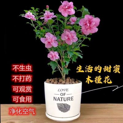 木槿花苗重瓣菊阳台庭院耐寒卉植