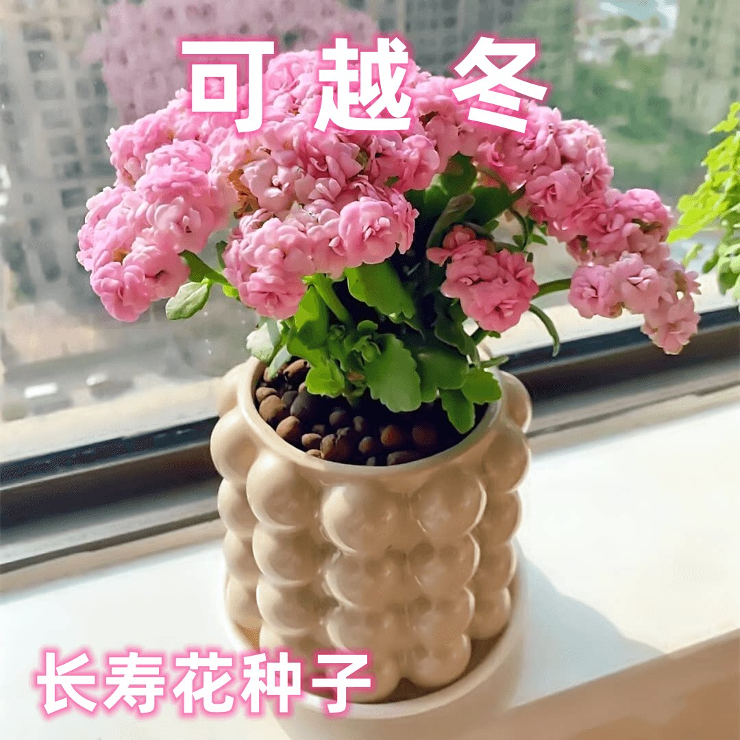 【可越冬】冬季耐寒长寿花种子新手小白适合种植盆栽花苗庭院绿化
