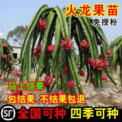 红心火龙果树苗家庭阳台庭院四季南北种植盆栽水果种苗当年结果