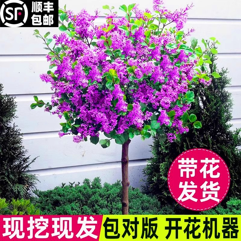 欧洲丁香花树苗浓卉盆栽室内外庭