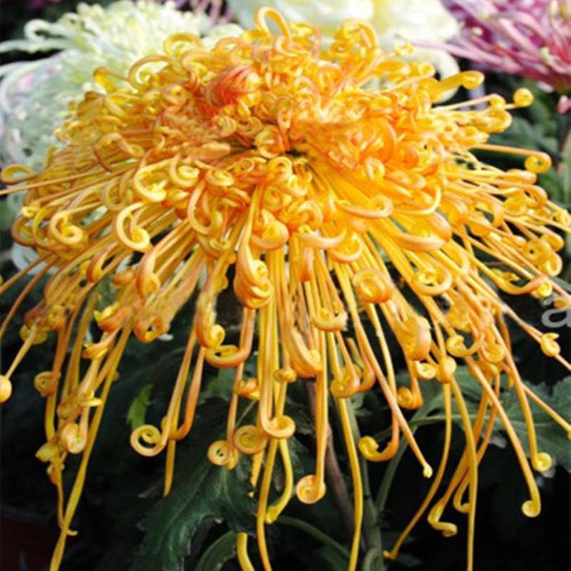金丝皇菊波斯菊苗耐寒菊花盆栽鲜花大花带花苞发货四季开花千头菊