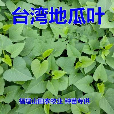 食用叶型红薯种植苗秧地瓜子藤六