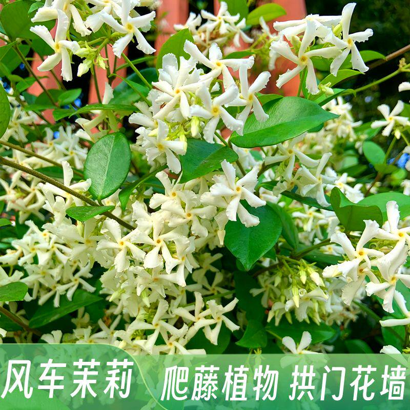 紫罗兰风车茉莉爬藤花卉植物络石藤苗庭院盆栽四季常青藤蔓耐寒