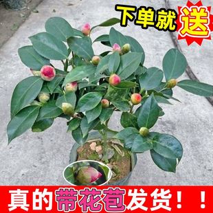 山茶花树苗盆栽阳台客厅花卉五色赤丹十八学士 茶花苗带花苞四季