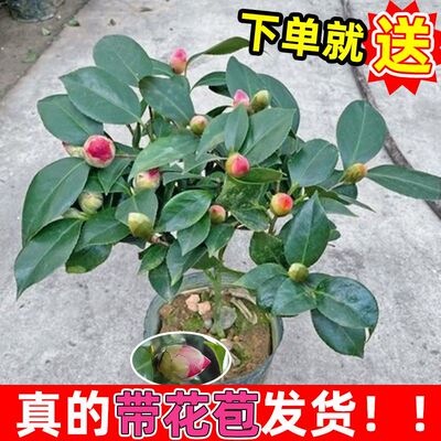 茶花苗带苞四季山树盆栽阳台客厅