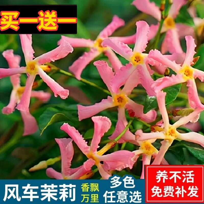 紫罗兰风车茉莉爬藤花卉植物络石藤苗庭院盆栽四季常青藤蔓耐寒