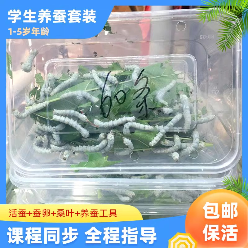 蚕宝宝活物春蚕幼虫蝉卵儿童学生养蚕套装小蚕1龄234龄蚕种蚕卵