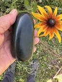 304g新疆和田玉纯墨特细黑青玉籽料把件黑羊脂塔青把玩原石备证书