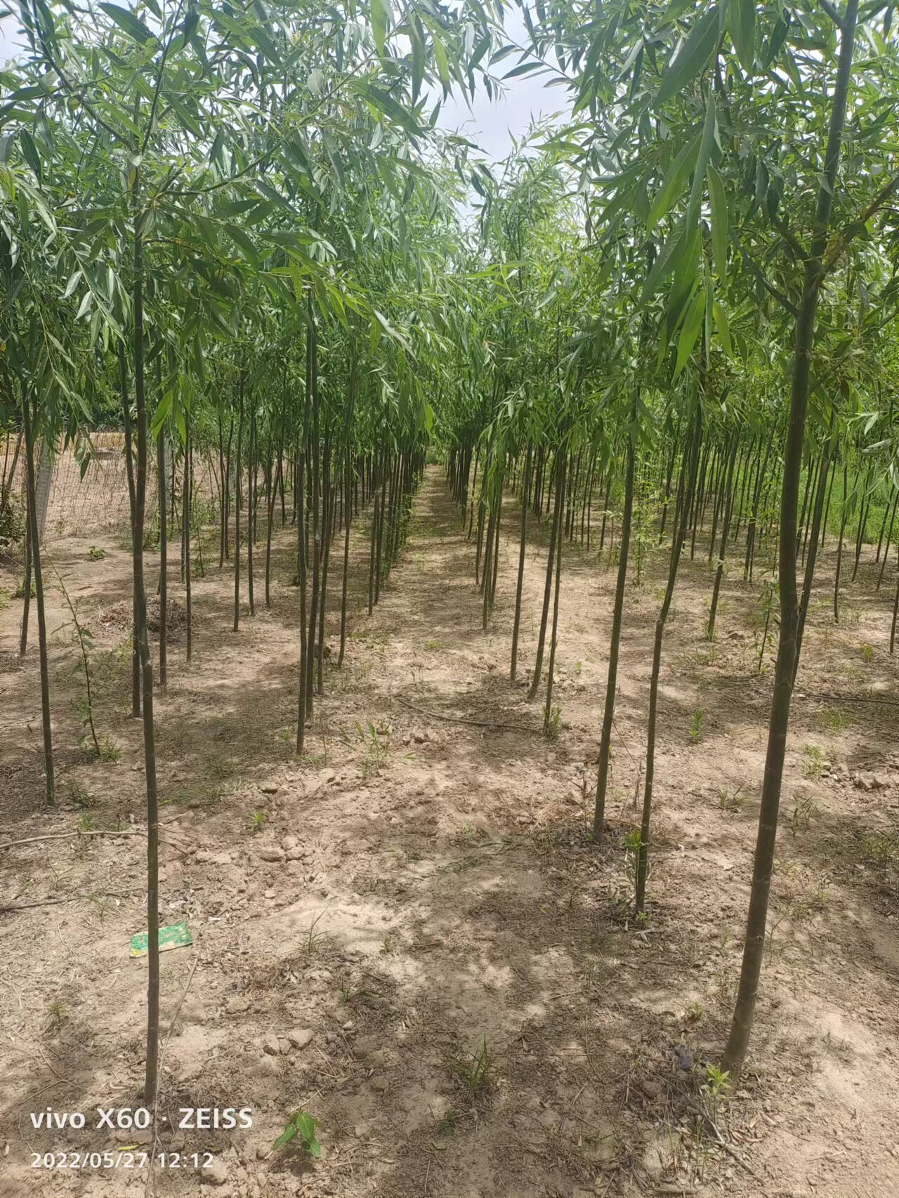 竹柳苗美国竹柳3号树苗小苗金蝉幼苗养殖专用树苗