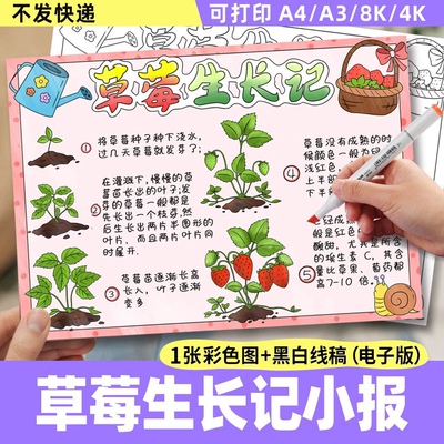 草莓生长记手抄报电子模板 小学生植物生长记录观察日记绘画线稿