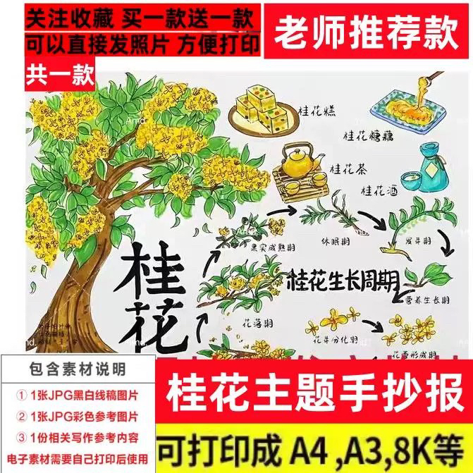 自然笔记手抄报桂花主题手抄报黑白线稿模板电子小报桂花生长记录