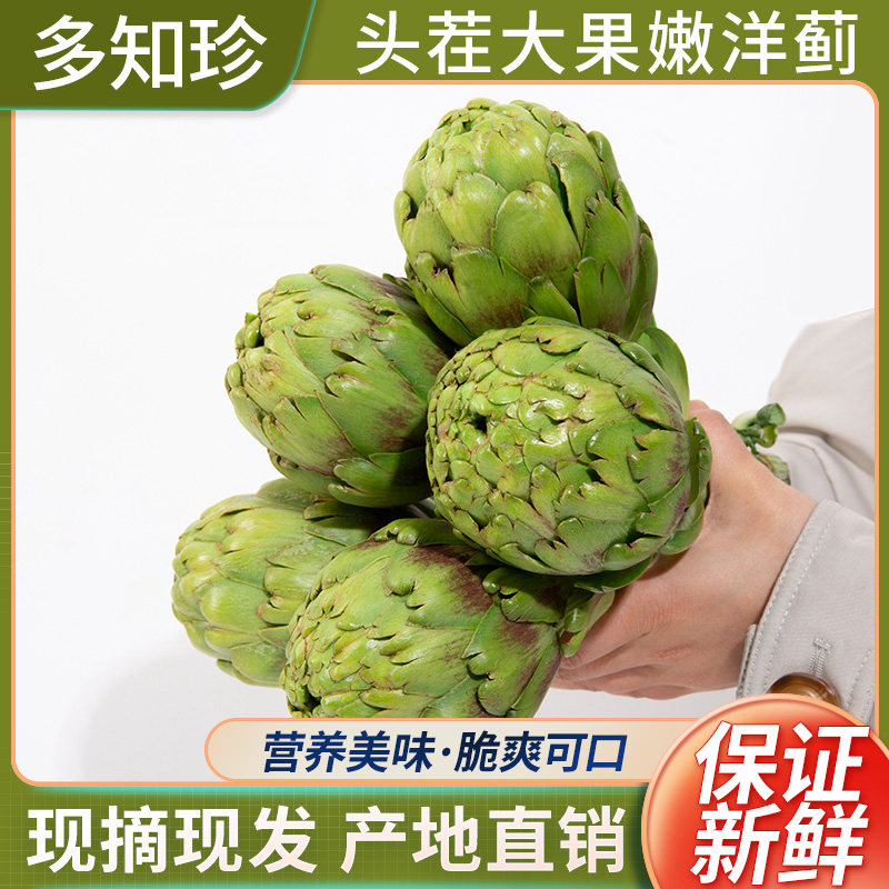洋蓟新鲜3斤包邮法国百合artichoke1500g 现摘现发云南曲靖朝鲜蓟