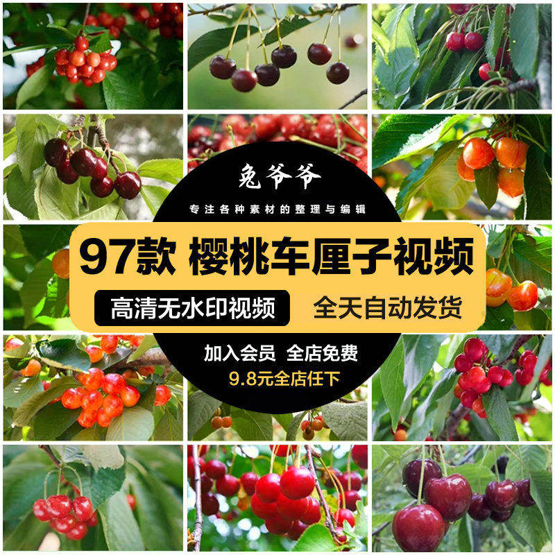 樱桃车厘子新鲜水果樱桃树枝头果园果实采摘抖音剪辑短视频素材,商务/设计服务,短视频制作,淘宝优惠券,粉丝福利购,淘宝优惠卷