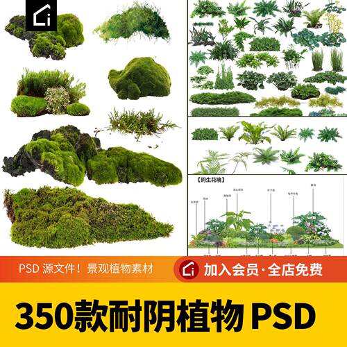 耐阴植物psd免抠园林景观蕨类苔藓矾根花镜分析地被ps素材效果图