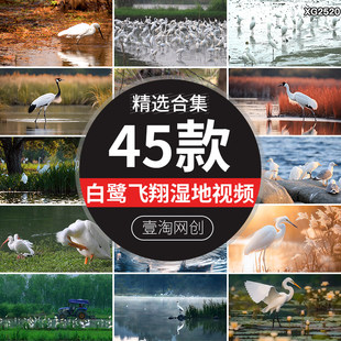 白鹭鸟类飞翔河边沼泽栖息地自然生态环境白鹭群高清视频素材