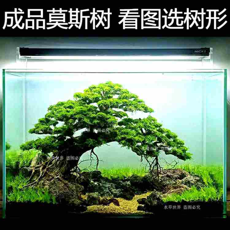 莫斯树成品 巴西树水草树 鱼缸造景沉木树 水族箱造景水草 看图选