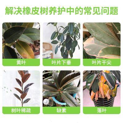 橡皮树专用肥料营养液四季常青黑金刚室内室外盆栽通用型有机肥料