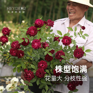 速发海蒂的花园葡萄冰山灌木月季可做藤本四季好养开花植物花卉盆
