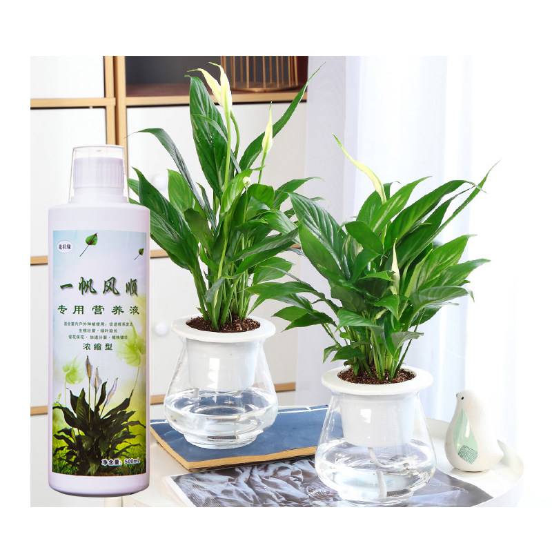 速发白掌花专用营养液一用风顺红掌花专家火炬凤梨花烛用用水培通