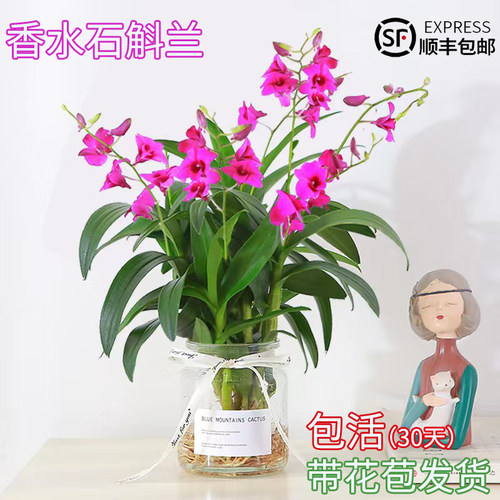 速发石斛四盆栽带花苞水培植兰室内好养花卉盆栽兰花绿植物季常青