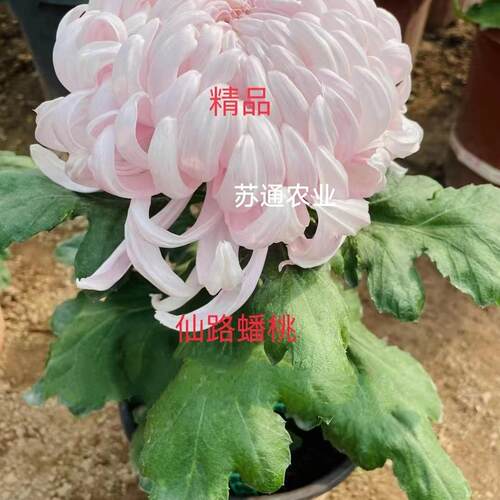 菊花大花型重瓣菊花苗四季开花
