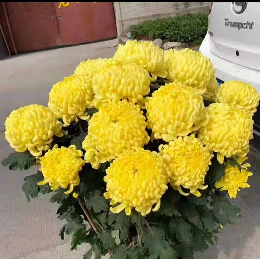 菊花阳台庭院大菊花苗图片