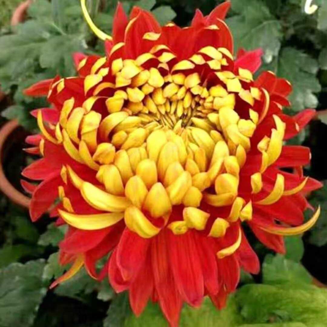 金贝大红菊花苗盆栽地栽九月大菊室外阳台耐寒热菊花苗