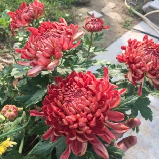 菊花盆栽带花苞四季开花千头菊墨菊大菊花苗室内阳台绿植九月菊