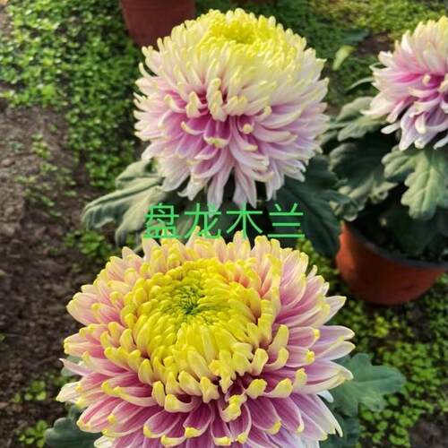 独本菊多年生草菊花盆栽传统名花