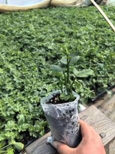 佛手瓜苗子种籽带芽扶手瓜苗秧龙须菜孑子种植秧苗瓜苗发芽种瓜白