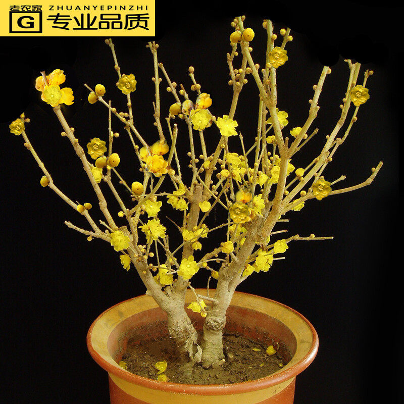浓香型耐寒腊梅树苗盆景年宵花卉