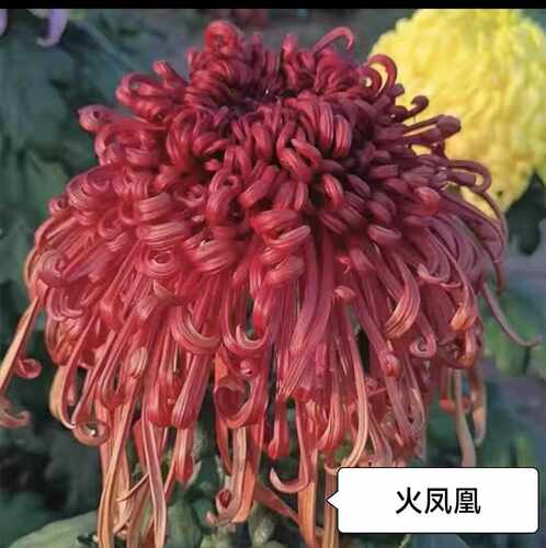 火凤凰菊花苗大菊盆栽