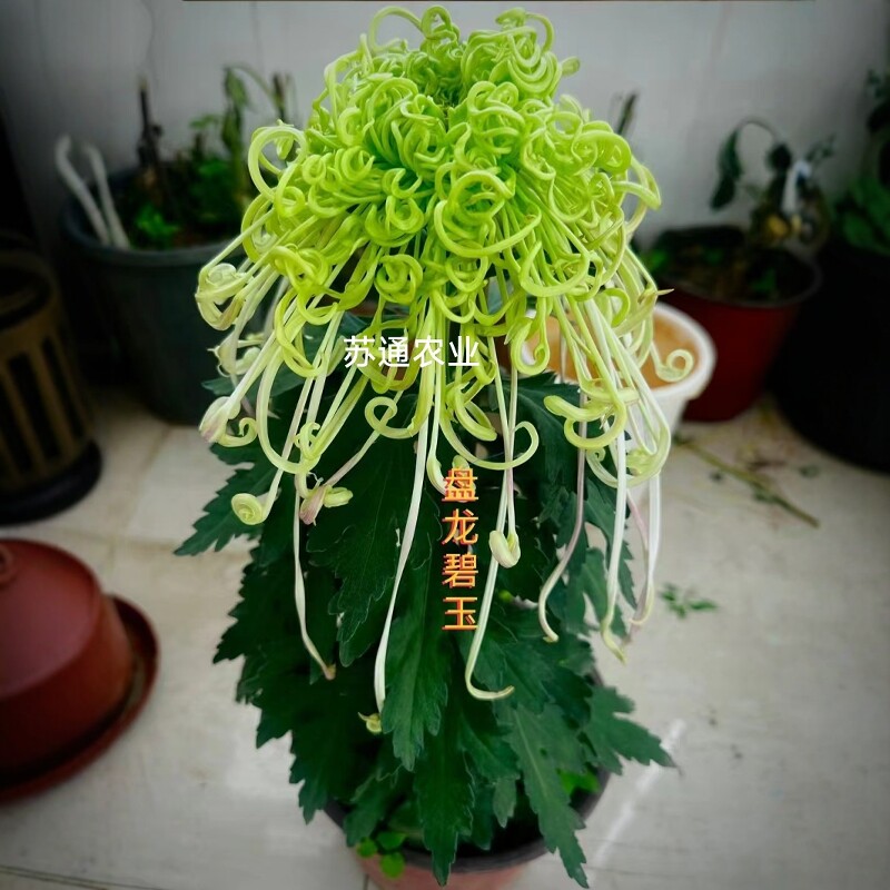 盘龙碧玉菊花苗室外盆栽地栽盘龙图片