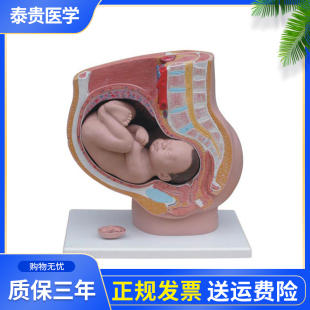 泰贵医学XC332B女性矢状解剖模型（4 件）妇科妊娠胎儿护理教学泌尿生殖系统结构学生课程演示模具