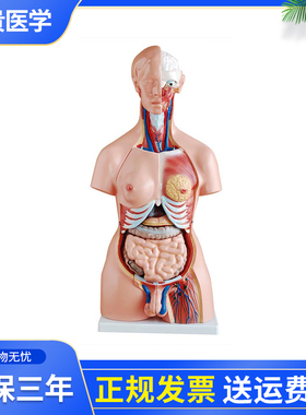泰贵医学XC204两性躯干模型23件85CM可拆卸附内脏 可互换男女生殖器官 子宫含胎儿 人体解刨结教学模型