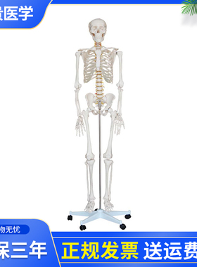 泰贵医学XC101人体骨骼模型180CM头颅骨、脊椎、胸廓、骨盆、上肢骨、下肢骨可活动关节可拆卸骷髅骨架