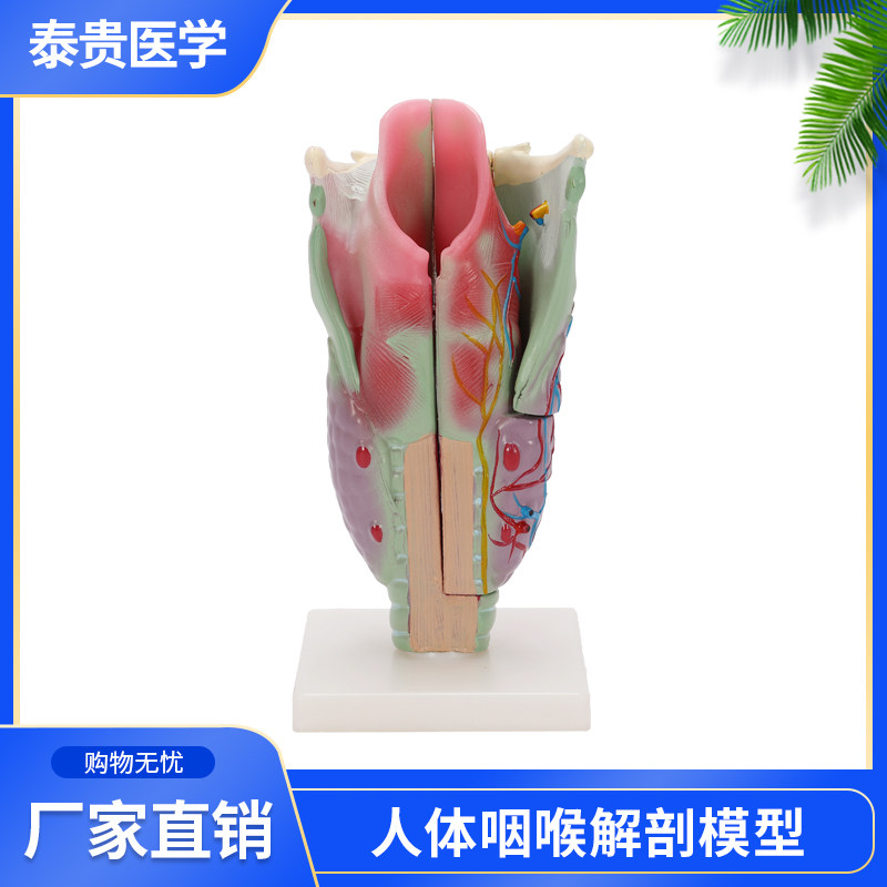 人体咽喉解剖模型喉头放大甲状腺咽部器官喉咙医学用2倍教学模具