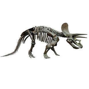恐龙仿真骨架化石霸王龙牛龙骨架大型古生物骨骼标本复原定做