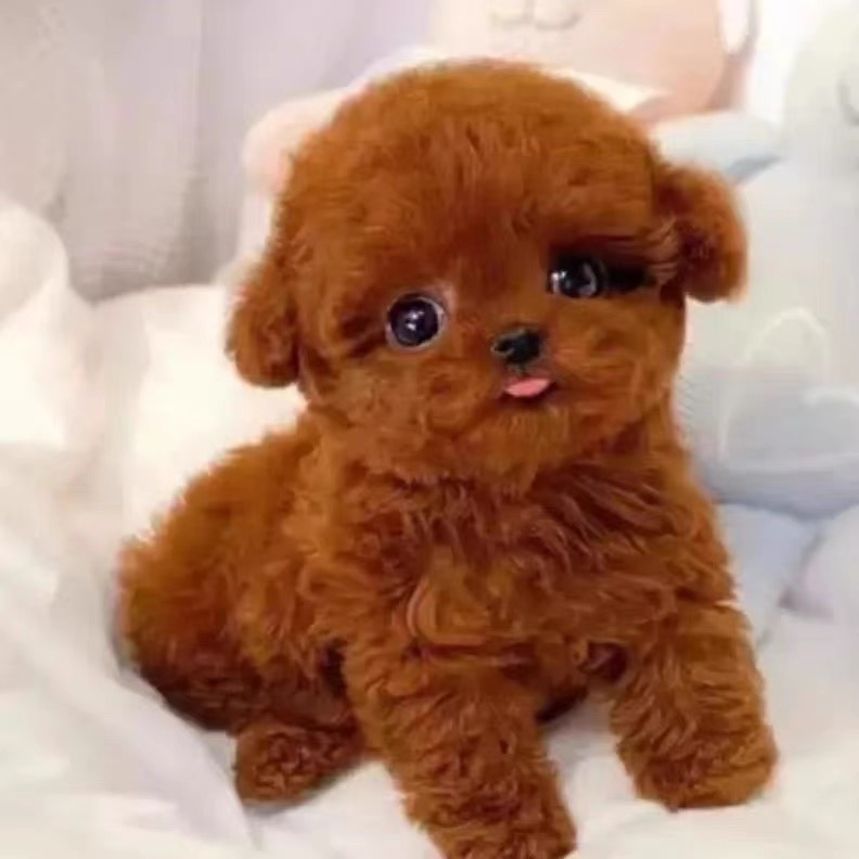 [视频挑选]福州本地纯种泰迪幼犬茶杯犬香槟色黑色灰色棕红色小体贵宾幼犬活体宠物狗视频