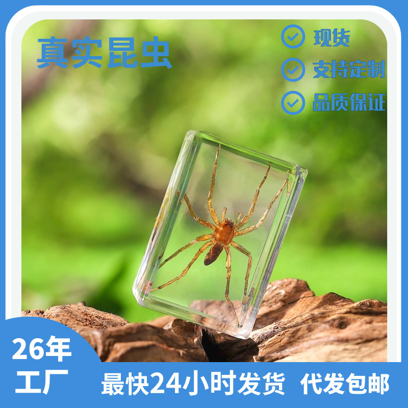 振方工艺厂家自营真实昆虫标本