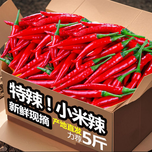 现摘新鲜小米辣，无辣不欢！