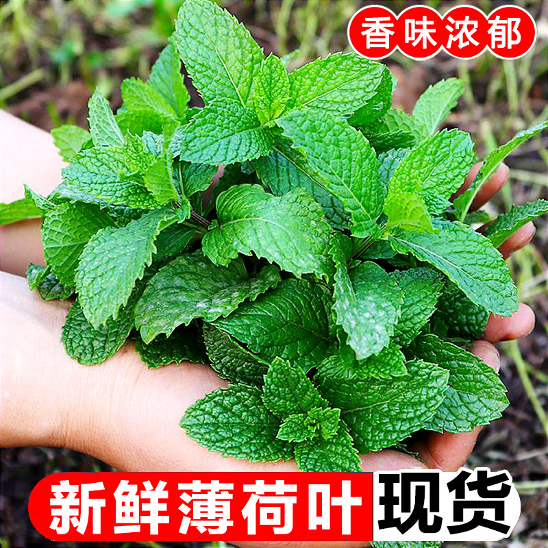 现摘薄荷叶新鲜5斤留兰香泡茶烘培调鸡尾酒西餐配菜奶茶装饰莫吉9