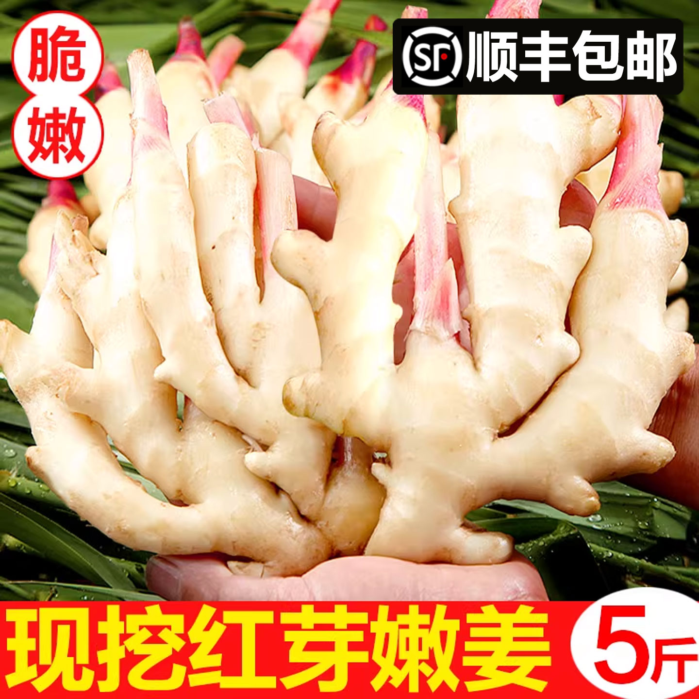顺丰包邮，新鲜现挖红芽嫩姜