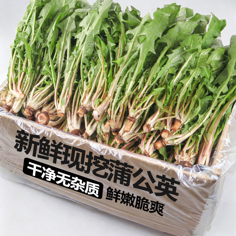 现挖新鲜山野生现挖蒲公英新鲜4斤整根鲜野菜当季苦菜嫩叶婆婆丁1