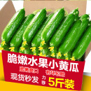现摘水果小黄瓜5斤新鲜黄瓜甜脆小青瓜荷兰蔬菜农家自种生吃 包邮