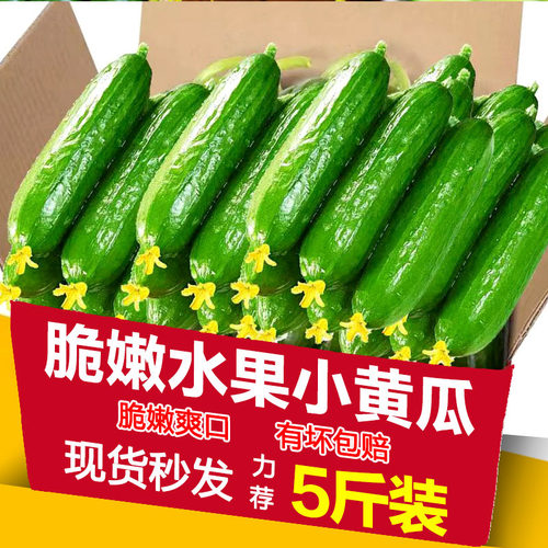 现摘水果小黄瓜5斤新鲜黄瓜甜脆小青瓜荷兰蔬菜农家自种生吃包邮